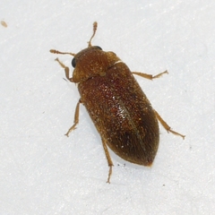 Byturus unicolor