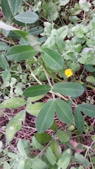 Arachis hypogaea