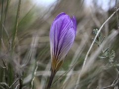 Crocus versicolor