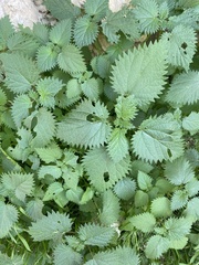 Urtica pilulifera