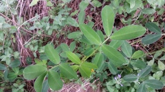 Arachis hypogaea