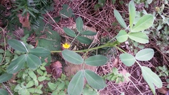Arachis hypogaea