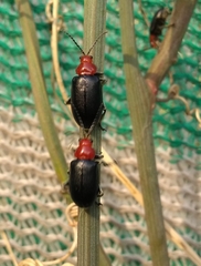 Cacoscelis nigripennis