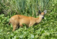 Blastocerus dichotomus