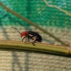 Cacoscelis nigripennis