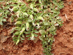 Lobelia darlingensis