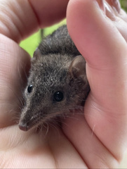 Antechinus stuartii