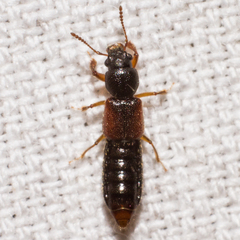 Bledius