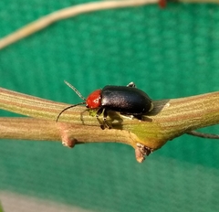 Cacoscelis nigripennis