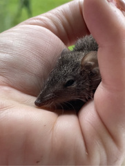 Antechinus stuartii
