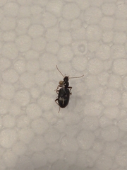 Agonum punctiforme