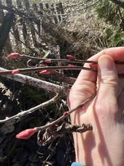 Oemleria cerasiformis