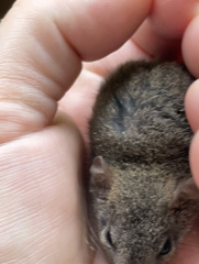 Antechinus stuartii