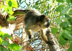 Alouatta caraya