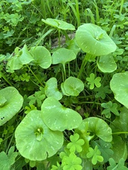Claytonia perfoliata