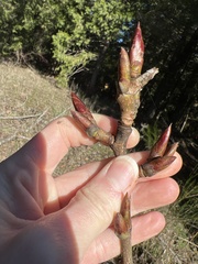 Oemleria cerasiformis