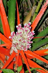 Bromelia balansae