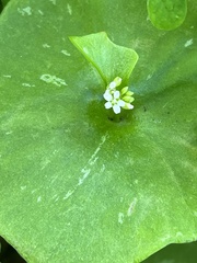 Claytonia perfoliata