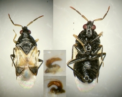 Orius albidipennis