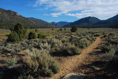 Artemisia tridentata tridentata