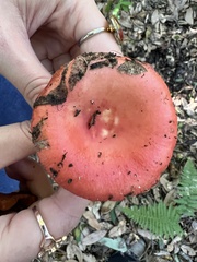 Russula cremoricolor
