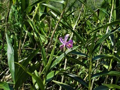 Sobralia dichotoma