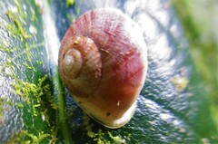 Caracolus caracolla