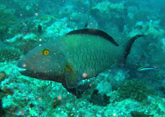 Cetoscarus ocellatus