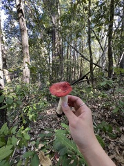 Russula cremoricolor