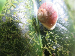 Caracolus caracolla