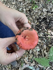 Russula cremoricolor