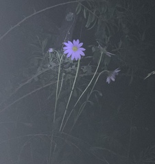 Iostephane heterophylla