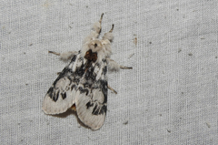 Iropoca rotundata