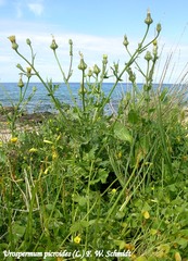 Urospermum picroides