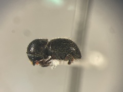 Anisandrus obesus