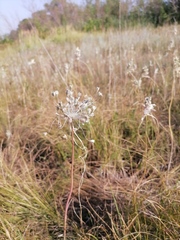 Allium podolicum