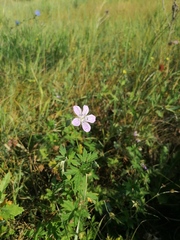Geranium collinum