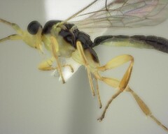 Orthocentrinae