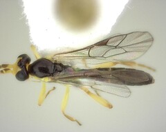 Orthocentrinae