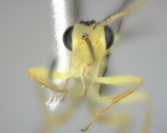 Orthocentrinae