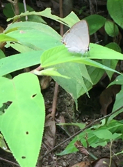 Rapala iarbus iarbus