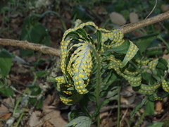 Polypodium cambricum