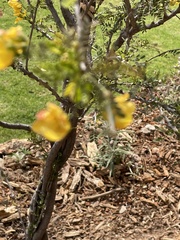 Vachellia farnesiana