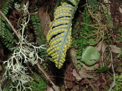 Polypodium cambricum