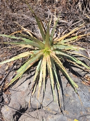 Hechtia glomerata