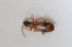 Philorhizus sigma