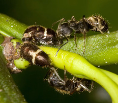 Dolichoderus bispinosus