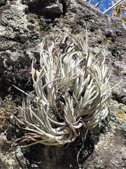 Tillandsia mitlaensis