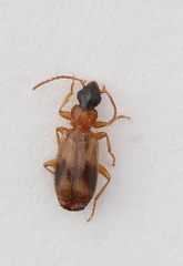 Philorhizus sigma