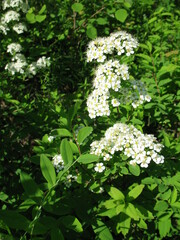Spiraea media